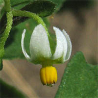Thumbnail Picture of Little White Nightshade