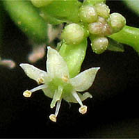 Thumbnail Picture of Hydrocotyle verticillata