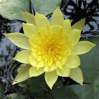 Thumbnail Picture of Yellow Waterlily