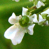 Thumbnail Picture of Scandix pecten-veneris