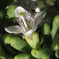 Thumbnail Picture of California Desert Thorn