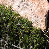 Thumbnail Picture of Selaginella bigelovii