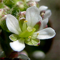 Thumbnail Picture of Lepidium nitidum