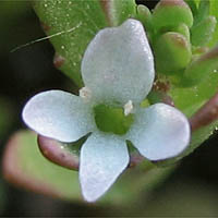 Thumbnail Picture of Veronica peregrina ssp. xalapensis