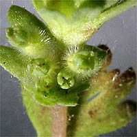 Thumbnail Picture of Aphanes occidentalis