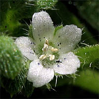 Thumbnail Picture of Nemophila pedunculata