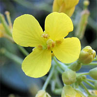 Thumbnail Picture of Brassica rapa