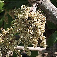 Thumbnail Picture of Quercus lobata