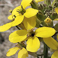 Thumbnail Picture of Coast Wallflower