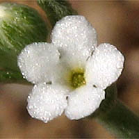Thumbnail Picture of Pectocarya penicillata