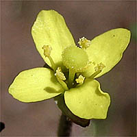 Thumbnail Picture of Camissonia strigulosa