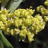 Thumbnail Picture of Lomatium utriculatum