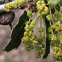 Thumbnail Picture of Quercus berberidifolia