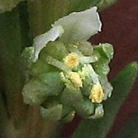 Thumbnail Picture of Oligomeris linifolia