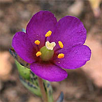 Thumbnail Picture of Cistanthe maritima