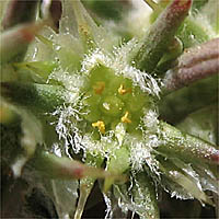 Thumbnail Picture of Cardionema ramosissimum