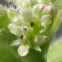 Thumbnail Picture of Hoary Bowlesia