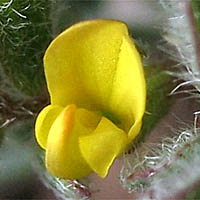 Thumbnail Picture of Acmispon micranthus