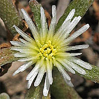 Thumbnail Picture of Mesembryanthemum nodiflorum