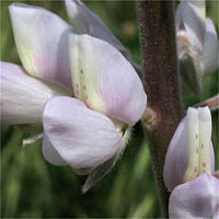 Thumbnail Picture of Lupinus albifrons var. hallii