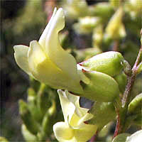 Thumbnail Picture of Astragalus trichopodus var. phoxus