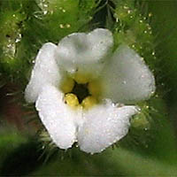 Thumbnail Picture of Plagiobothrys acanthocarpus