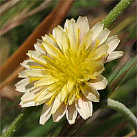 Thumbnail Picture of Small-flowered Microseris