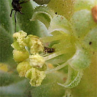Thumbnail Picture of Suaeda taxifolia