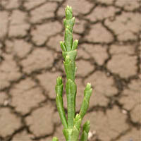 Thumbnail Picture of Salicornia bigelovii