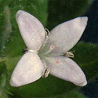 Thumbnail Picture of Sherardia arvensis