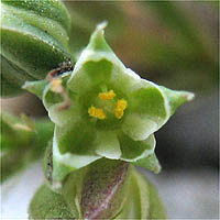 Thumbnail Picture of Four-leaved Polycarp