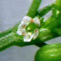 Thumbnail Picture of Cyclospermum leptophyllum