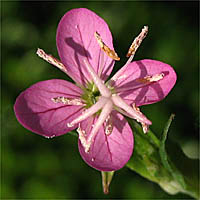 Thumbnail Picture of Oenothera rosea