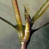 Thumbnail Picture of Najas guadalupensis ssp. guadalupensis