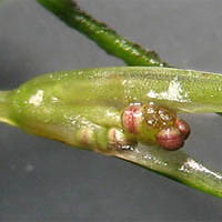 Thumbnail Picture of Wigeon Grass