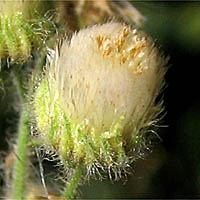 Thumbnail Picture of Laennecia coulteri