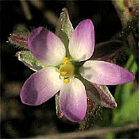 Thumbnail Picture of Spergularia marina