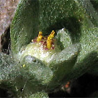 Thumbnail Picture of Psilocarphus tenellus