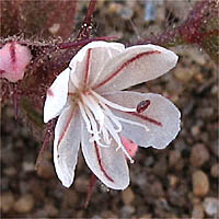 Thumbnail Picture of Mucronea californica