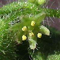 Thumbnail Picture of Pterostegia drymarioides