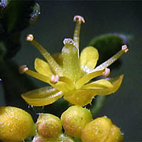 Thumbnail Picture of Yellow Cress