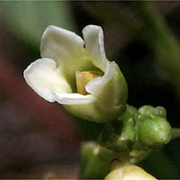 Thumbnail Picture of Apocynum cannabinum