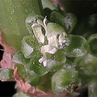 Thumbnail Picture of Rumex salicifolius