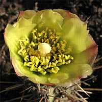 Thumbnail Picture of Cane Cholla