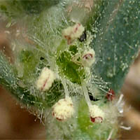 Thumbnail Picture of Bassia hyssopifolia