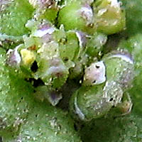 Thumbnail Picture of Lesser Swine Cress
