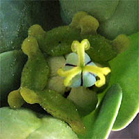 Thumbnail Picture of Euphorbia lathyris
