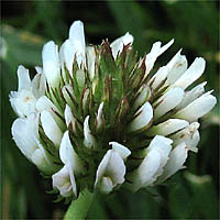 Thumbnail Picture of Trifolium repens