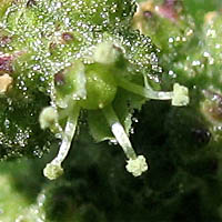Thumbnail Picture of Nettle-leaf Goosefoot