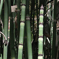 Thumbnail Picture of Equisetum hyemale ssp. affine